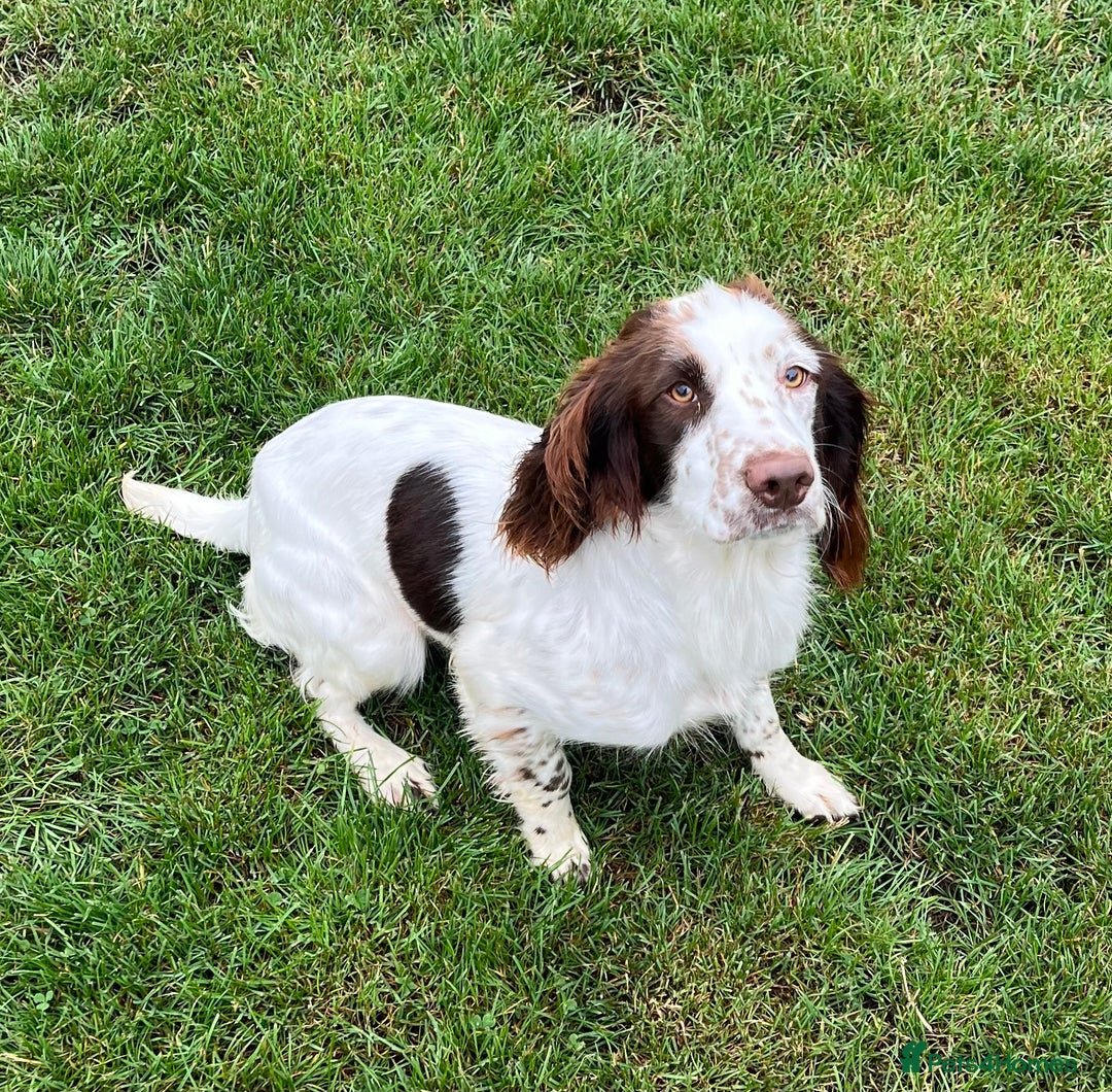 English Springer Spaniel dogs for sale: English Springer Spaniel for sale  - Image 5