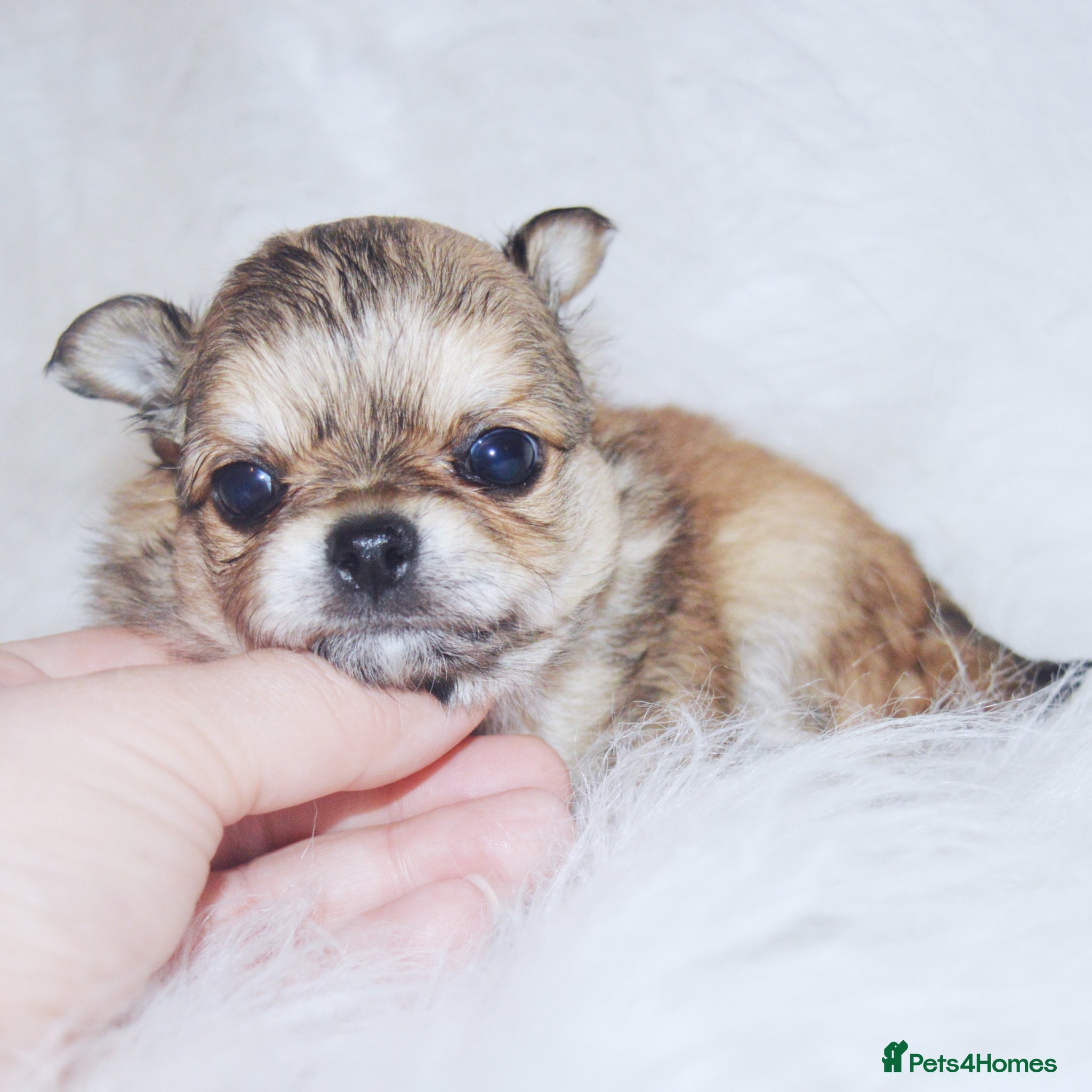 Chihuahua dogs KC REGISTERED CHIHUAHUAS HEALTH TESTED  - Advert 2