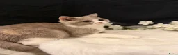 British Shorthair cats for sale: READY NOW - REGISTERED FULL PEDIGREE BSH - Advert 16