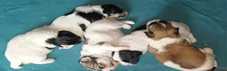 Havanese dogs for sale: Stunning KC registered Havanese puppies - Advert 8