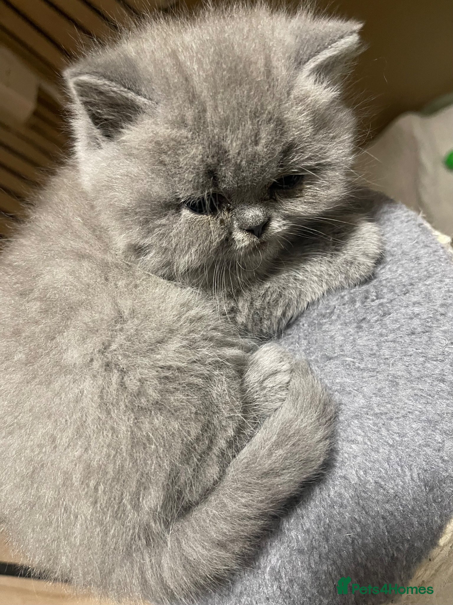 British Shorthair cats  GEORGEOUS BRITISH SHORTHAIR BLUE KITTENS - Advert 18