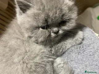 British Shorthair cats GEORGEOUS BRITISH SHORTHAIR BLUE KITTENS - Advert 18