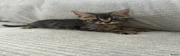 Maine Coon cats for sale: Kittens Looking for Their Forever Homes 🐾 - Advert 4