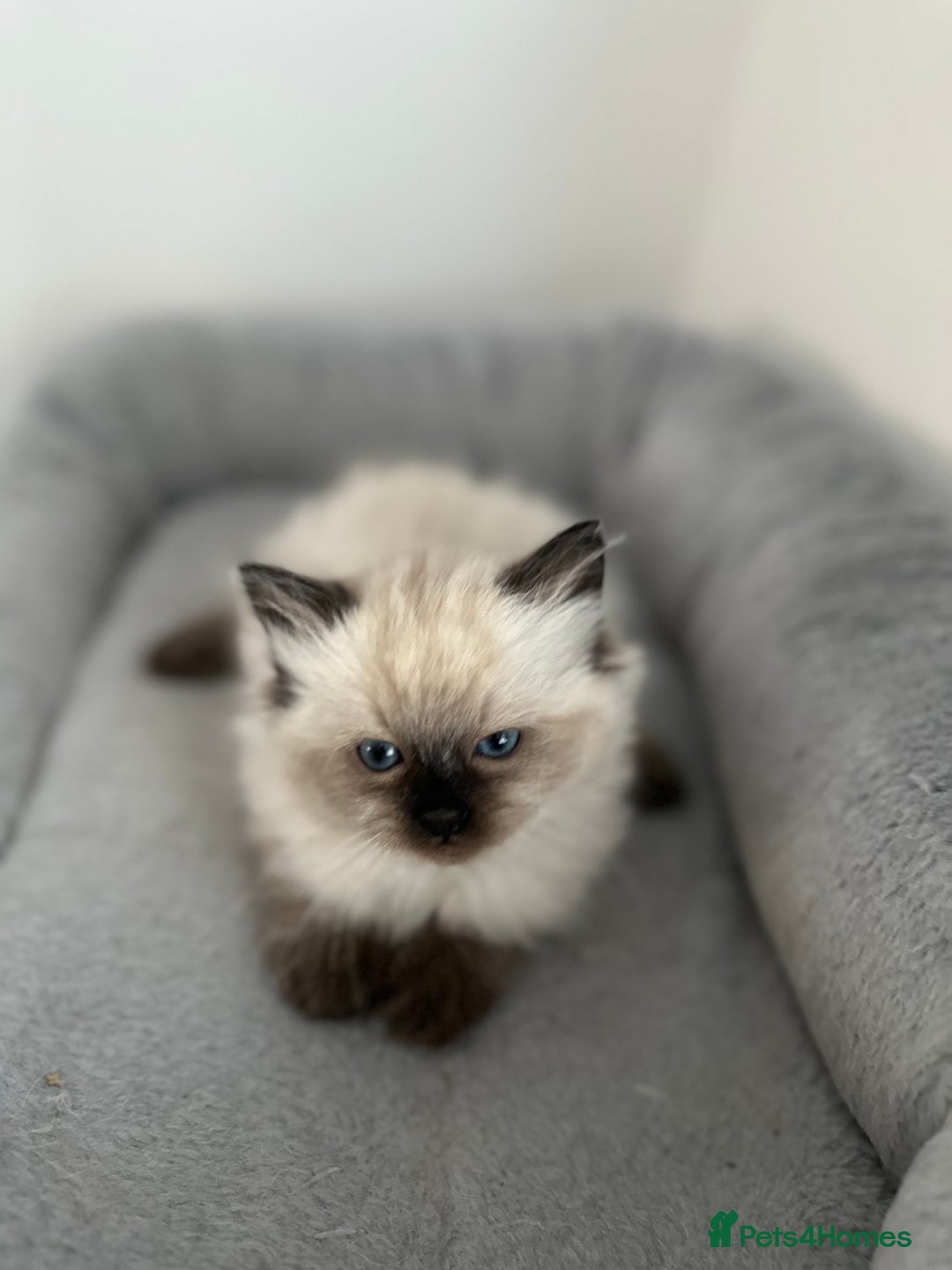 Ragdoll cats for sale: Gorgeous ragdoll kitten - Image 18
