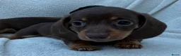 Miniature Dachshund dogs for sale: 3x female miniature dachsunds - Advert 13