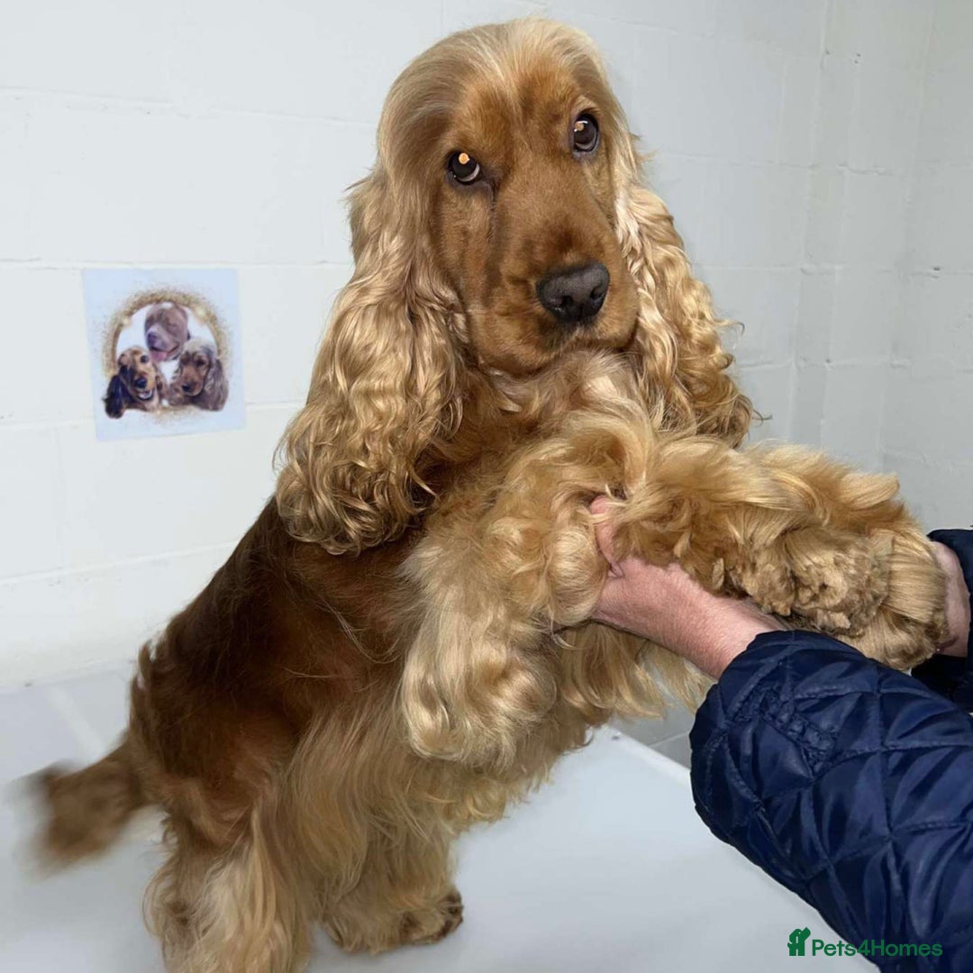 Cocker Spaniel dogs for stud: CHAMP KC SHOW TYPE COCKER SPANIEL FULL Health test in Pudsey - Image 3
