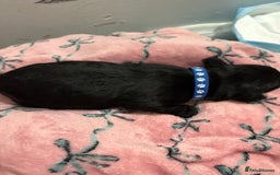 Cockapoo dogs for sale: Cockapoo puppies for sale  - Advert 4