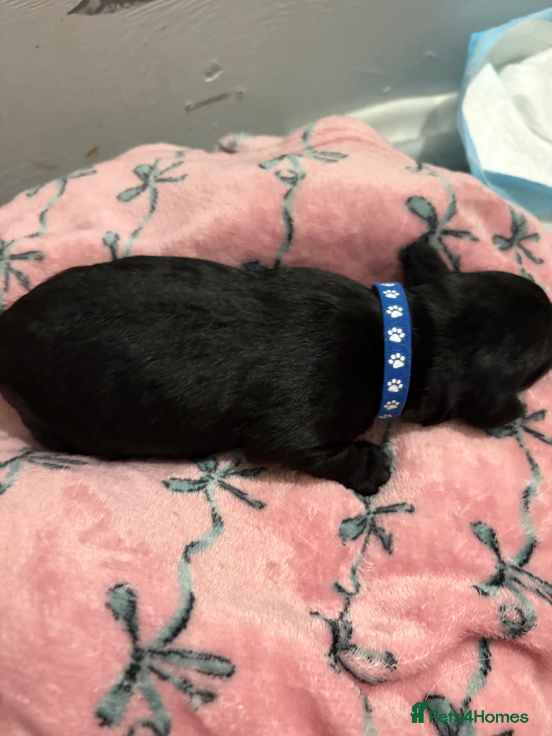 Cockapoo dogs for sale: Cockapoo puppies for sale  - Advert 4