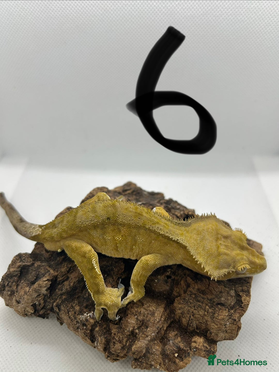 Gecko reptiles for sale: Male crested geckos - Advert 7