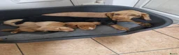 Cocker Spaniel dogs for sale: 2 female cocker spaniels - Advert 2