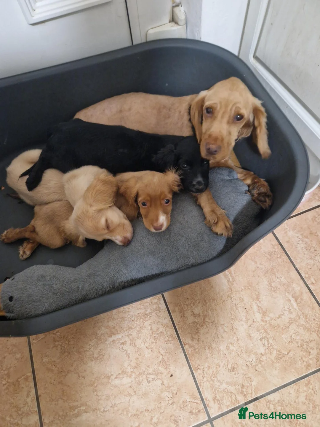 Cocker Spaniel dogs for sale: 2 female cocker spaniels - Advert 2