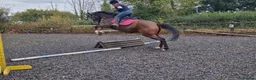 English Thoroughbred horses for sale: 16h rising 6 year old tb gelding  - Advert 5