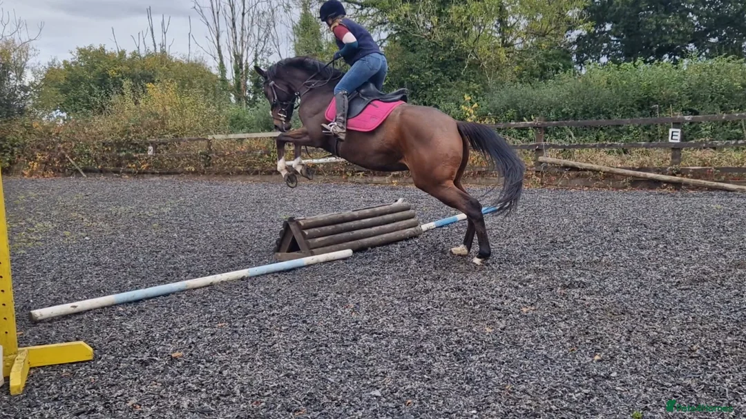 English Thoroughbred horses for sale: 16h rising 6 year old tb gelding  - Advert 5
