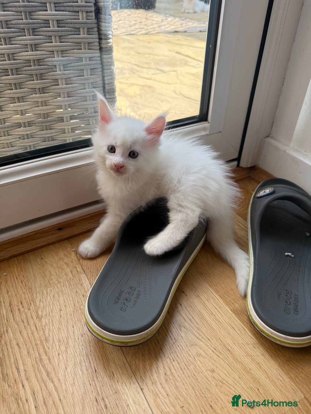Maine Coon cats for sale: Maine Coon Kittens for sale - Image 34