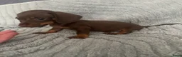 Dachshund dogs for sale: Mini Dachshunds - Advert 5