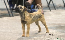 Border Terrier dogs for sale: Gorgeous Border Terrier Puppies looking for homes - Image 37