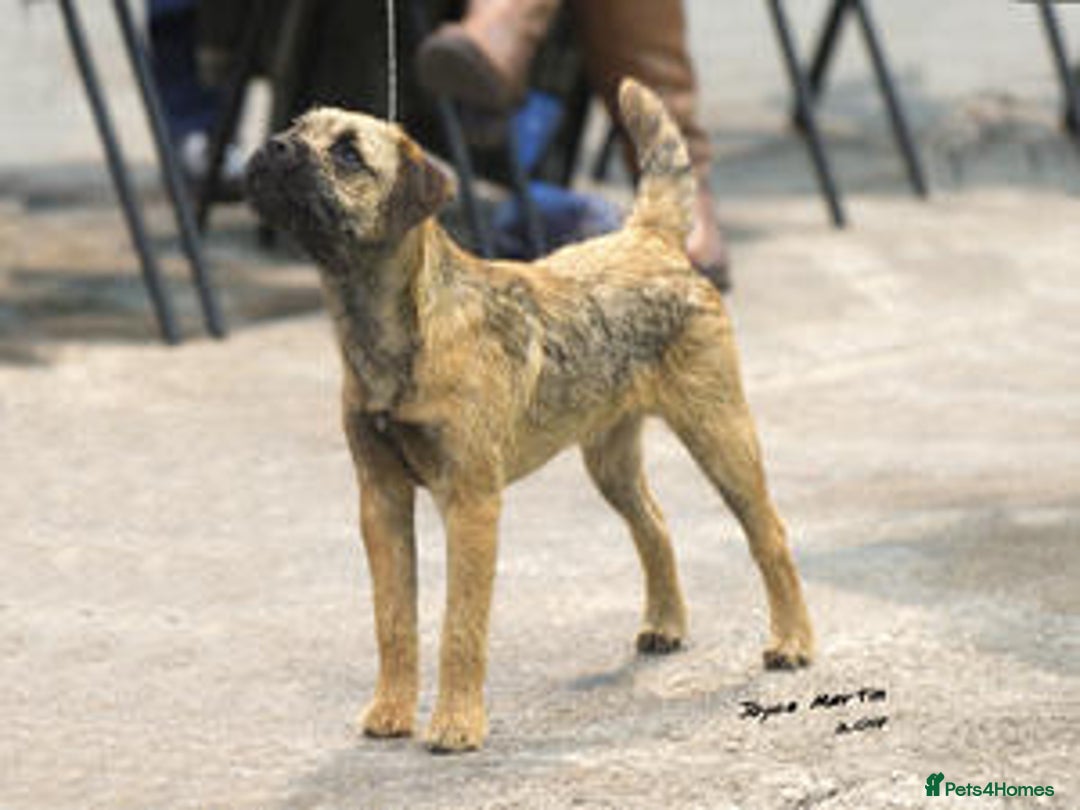 Border Terrier dogs for sale: Gorgeous Border Terrier Puppies looking for homes - Image 37