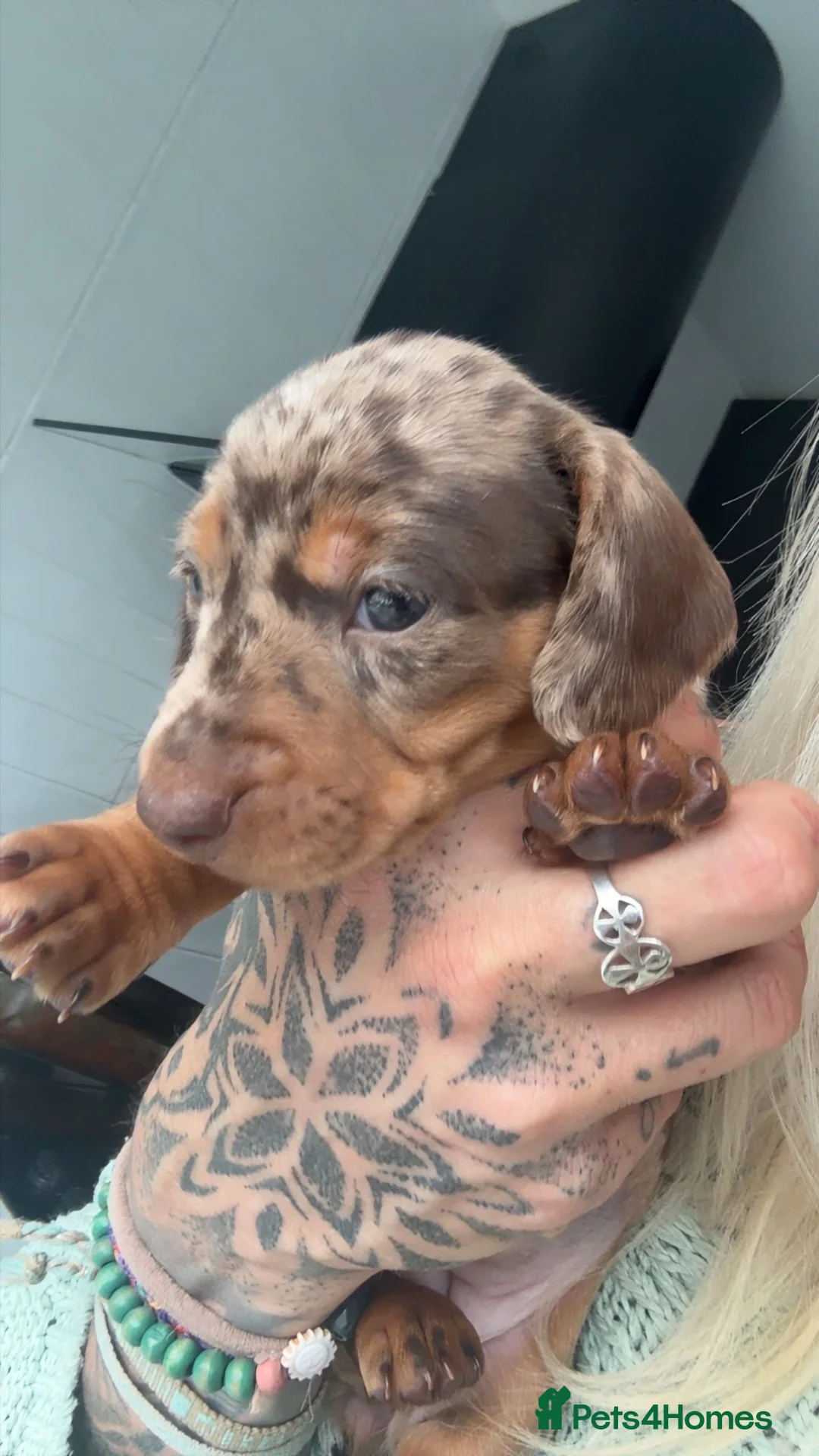 Dachshund dogs for sale: 3 beautiful unusual colours Dachshund  in Burnham-on-Sea - Advert 2