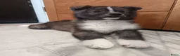 Pomsky dogs for sale: Pomsky puppy's  - Advert 12
