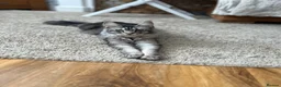 Maine Coon cats for sale: 2 tica Maine coones ready 12th of June  - Advert 2