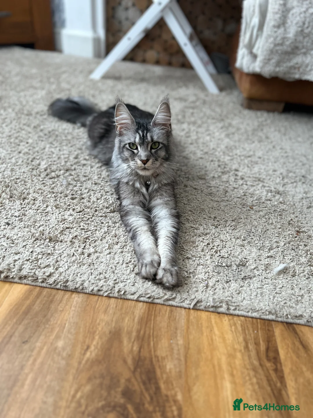 Maine Coon cats for sale: 2 tica Maine coones ready 12th of June  - Advert 2