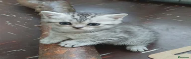 Mixed Breed  gray spotted