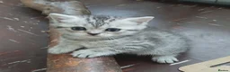 Mixed Breed cats for sale: Mixed breed kittens . - Advert 4