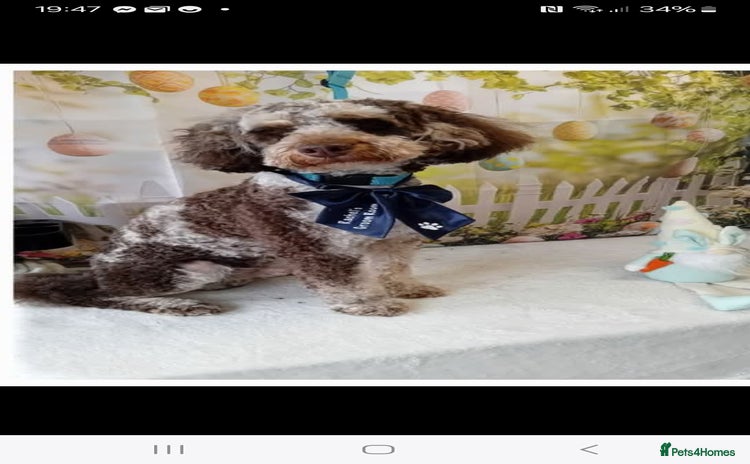 Miniature Poodle dogs in Mansfield - Advert 1