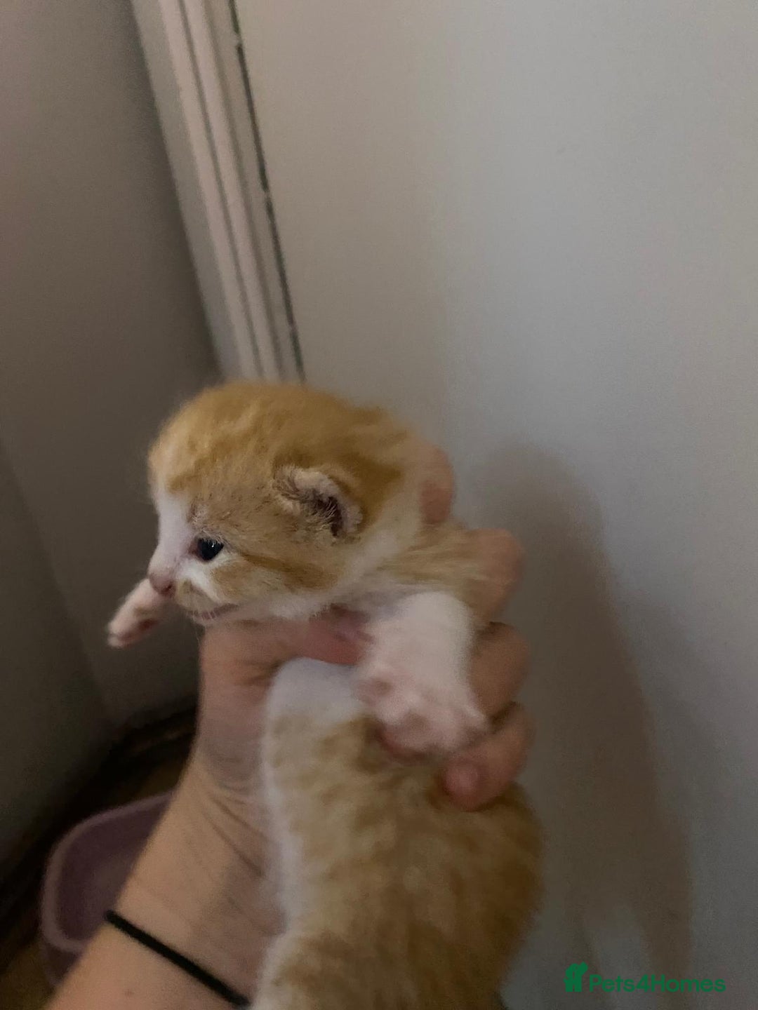 Mixed Breed cats for sale: Kittens for sale  - Image 9