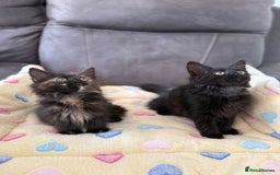 Siberian cats for sale: Full stunning siberian kittens for sale - Image 1