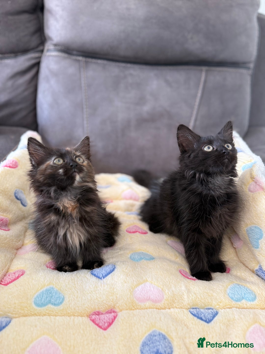 Siberian cats for sale: Full stunning siberian kittens for sale - Image 1