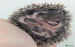 Pygmy Hedgehog rodents for sale: Gorgeous Hoglets Ready to Reserve Now - Image 8