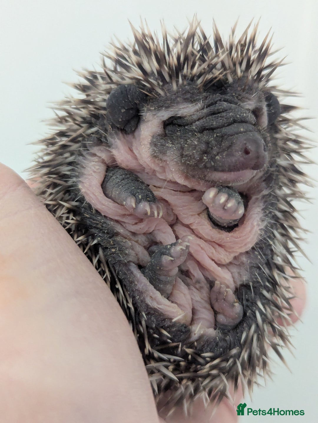 Pygmy Hedgehog rodents for sale: Gorgeous Hoglets Ready to Reserve Now - Image 8