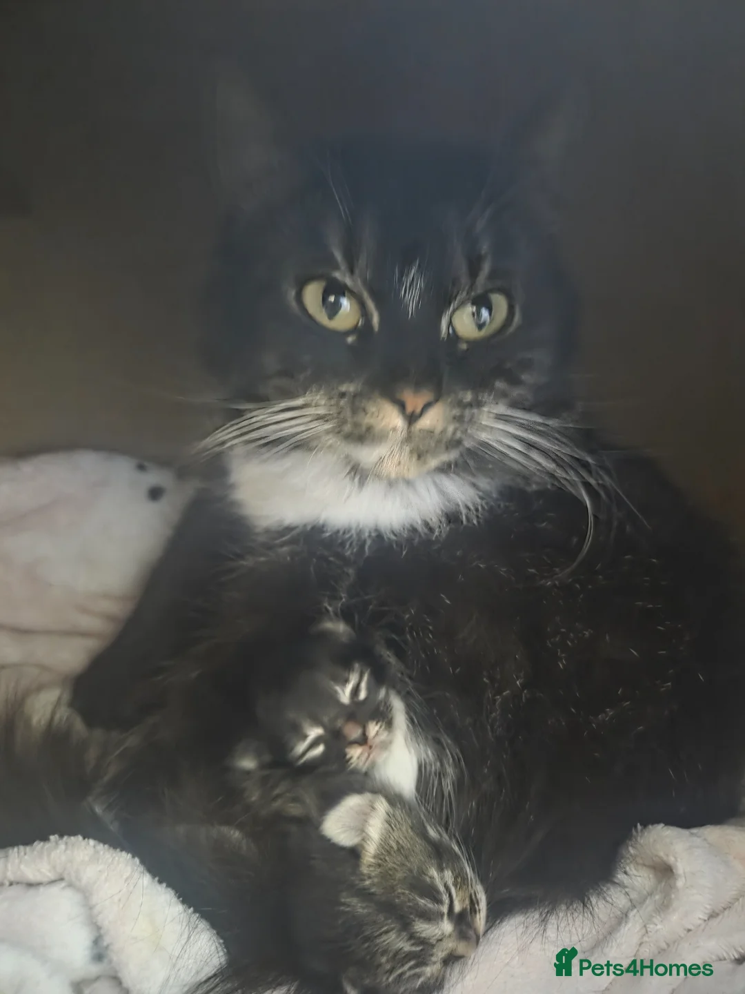 Mixed Breed cats for sale: Adorable long haired girls looking for 5* homes - Advert 23