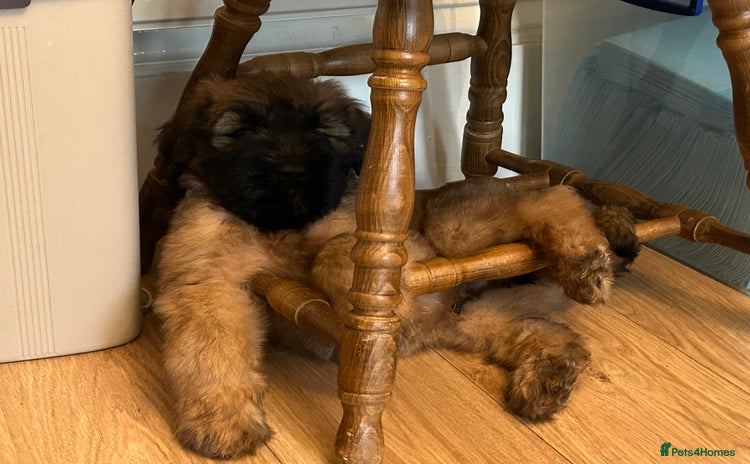 Briard dogs - Advert 1