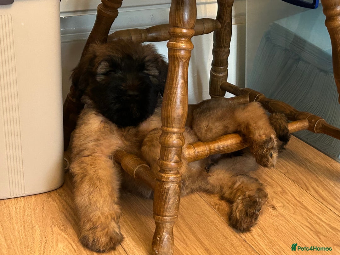 Briard dogs for sale: Amazing pedigree Briard Pups - Image 1