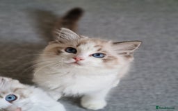 Ragdoll cats for sale: TICA seal lynx bicolour ragdoll kitten  - Image 14