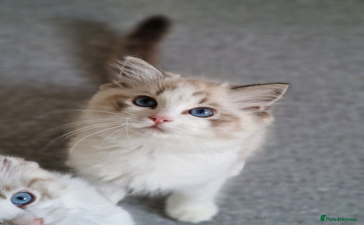 Ragdoll cats - Advert 2