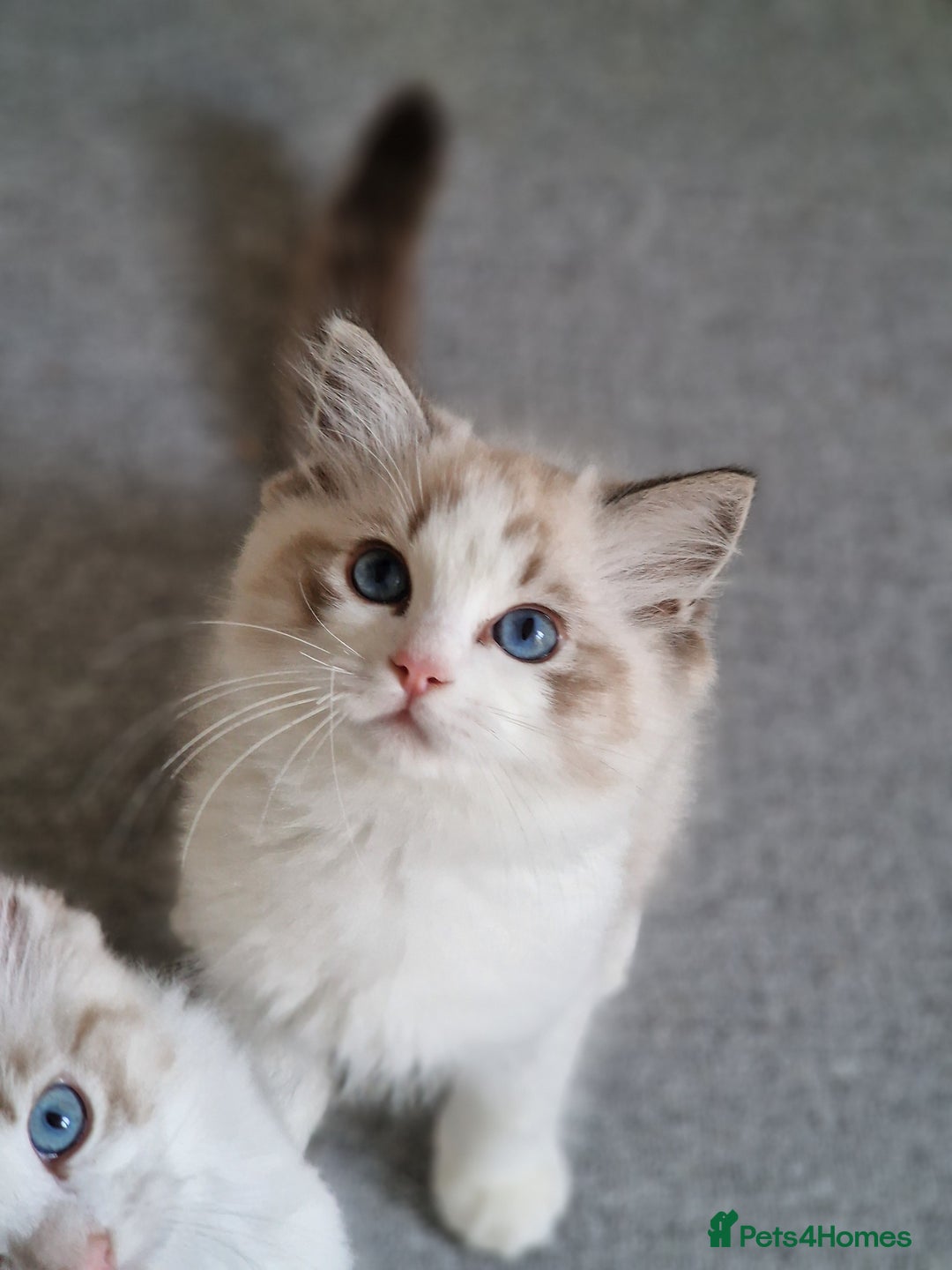 Ragdoll cats for sale: TICA seal lynx bicolour ragdoll kitten  - Image 14