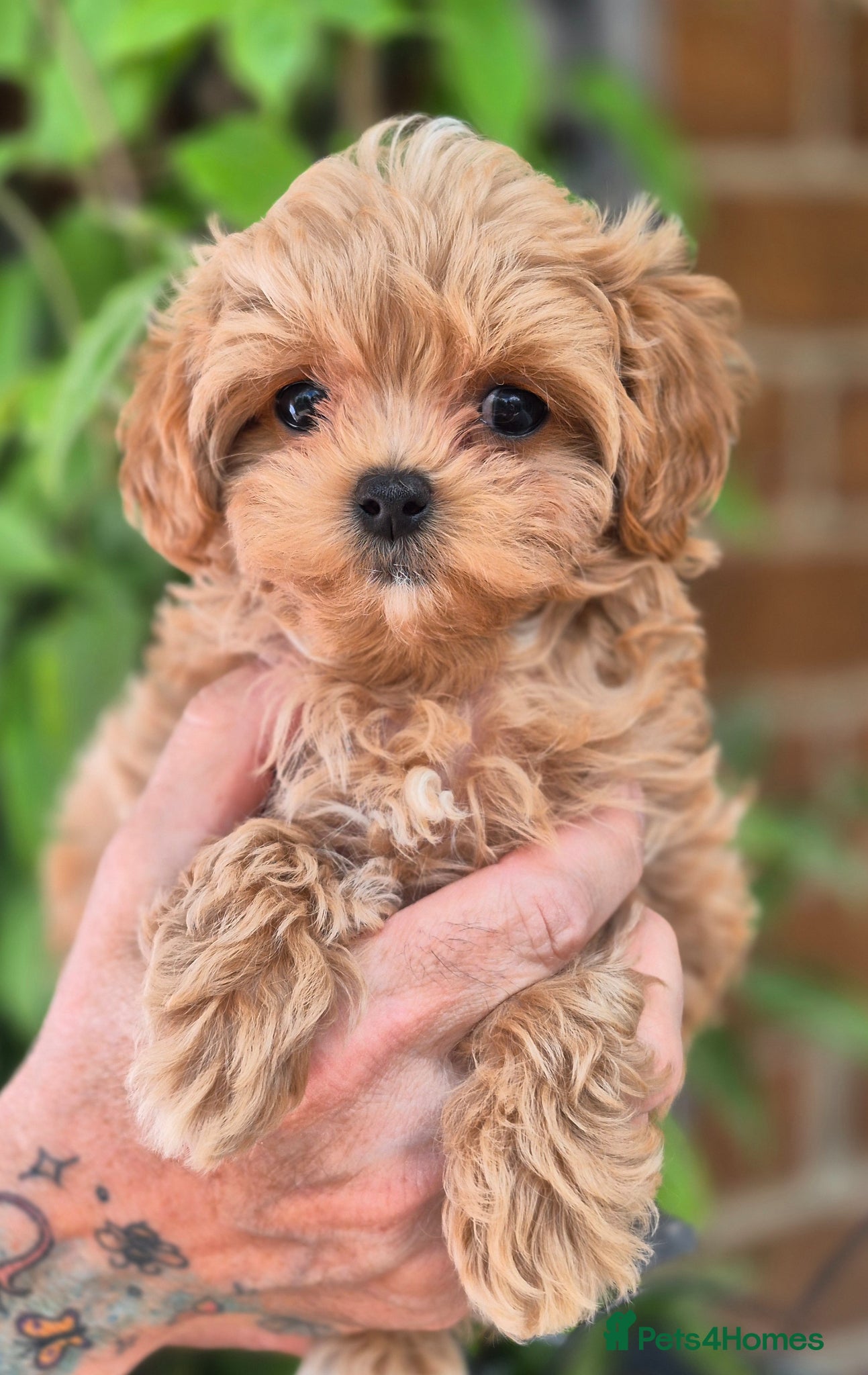 Maltipoo dogs 🐶Amazing Tiny Asian Korean Maltipoo Puppies🐶🦴  - Advert 1