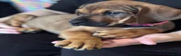 Mixed Breed dogs for sale: URGENT LAST 3 FEMALES LEFT!! Great Rottie Puppies - Advert 22