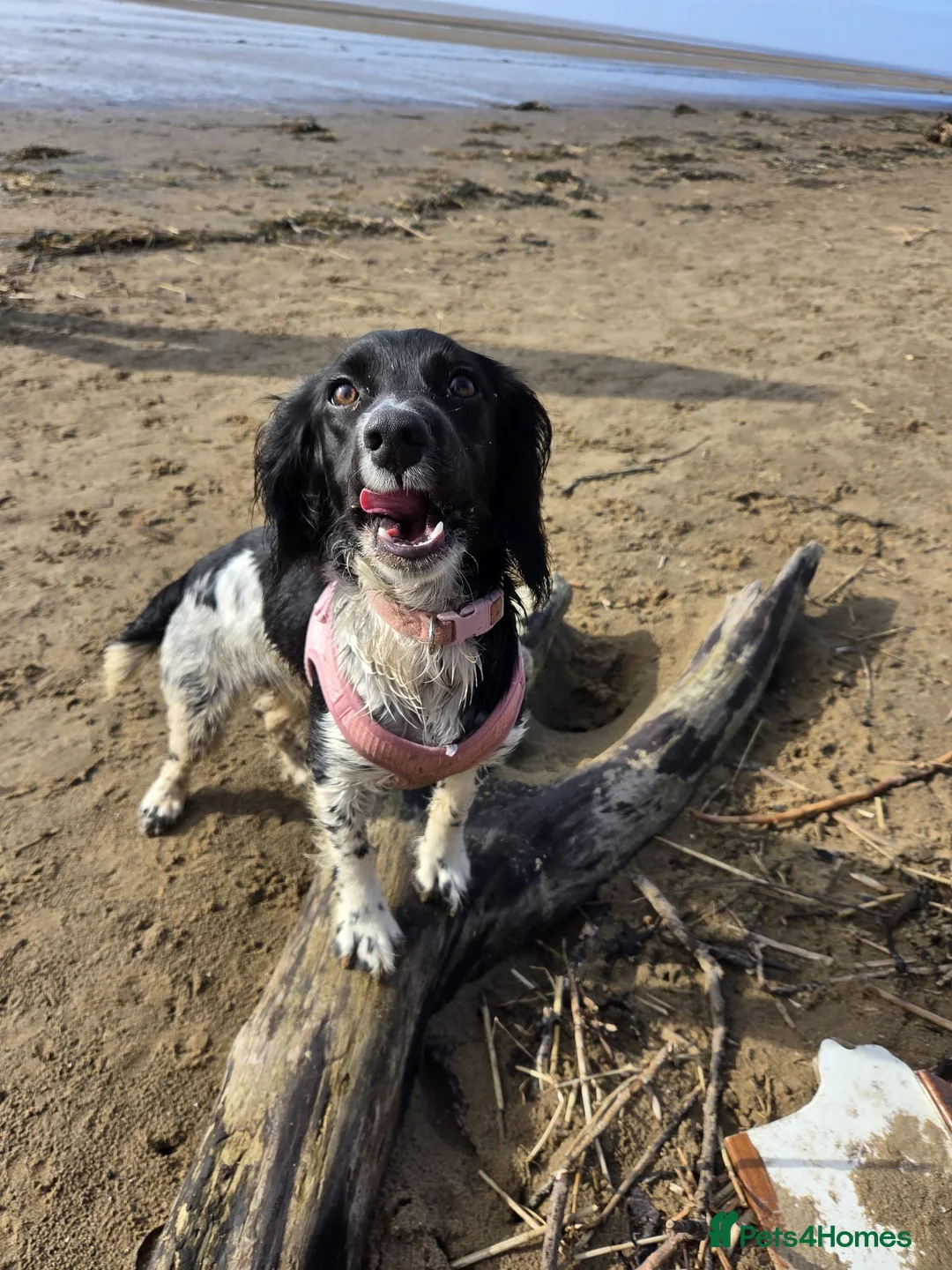 Sprocker dogs for sale: Sprocker  in Bridgwater - Advert 6