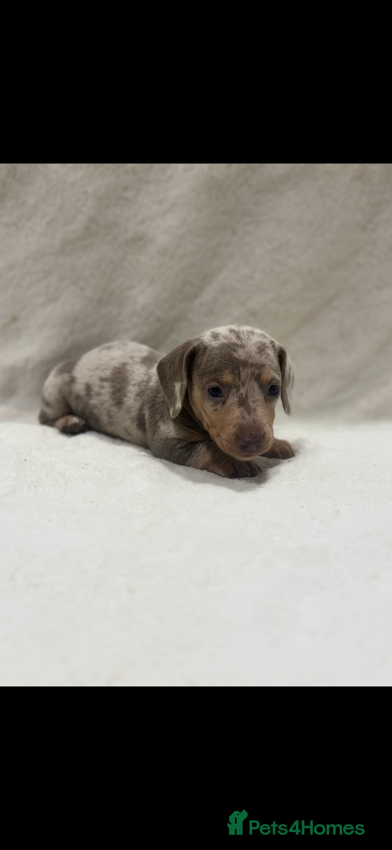 Miniature Dachshund dogs 💫Miniature dachshund puppies 💫 - Advert 1