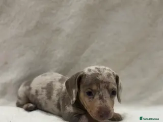 Miniature Dachshund dogs 💫Miniature dachshund puppies 💫 - Advert 1