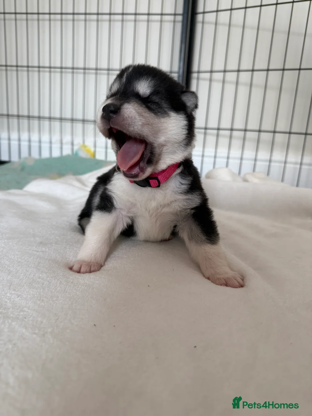 Huskita dogs for sale: Huskita Puppies FULLY VACCINATED - Advert 15