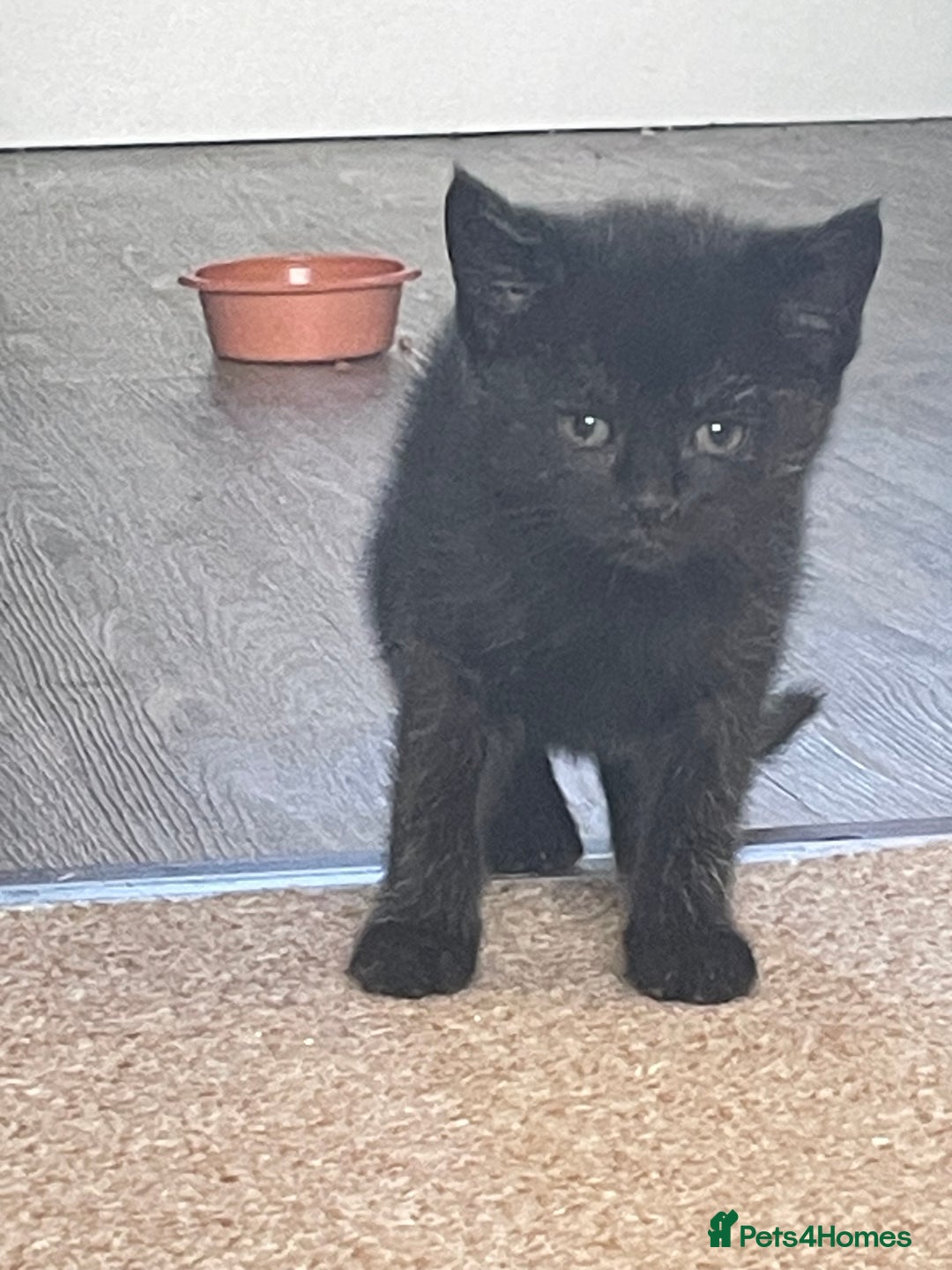 Mixed Breed cats for sale: 3 little kittens for sale - Advert 3