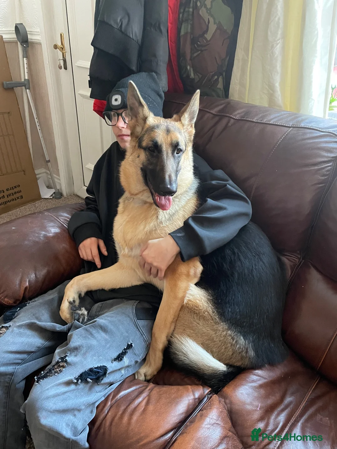 German Shepherd dogs for sale: Female German shepherd  - Advert 2