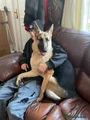 German Shepherd 1