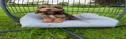 Cockapoo dogs for sale: F1 cockapoo boy ready to leave now  in Preston - Advert 3
