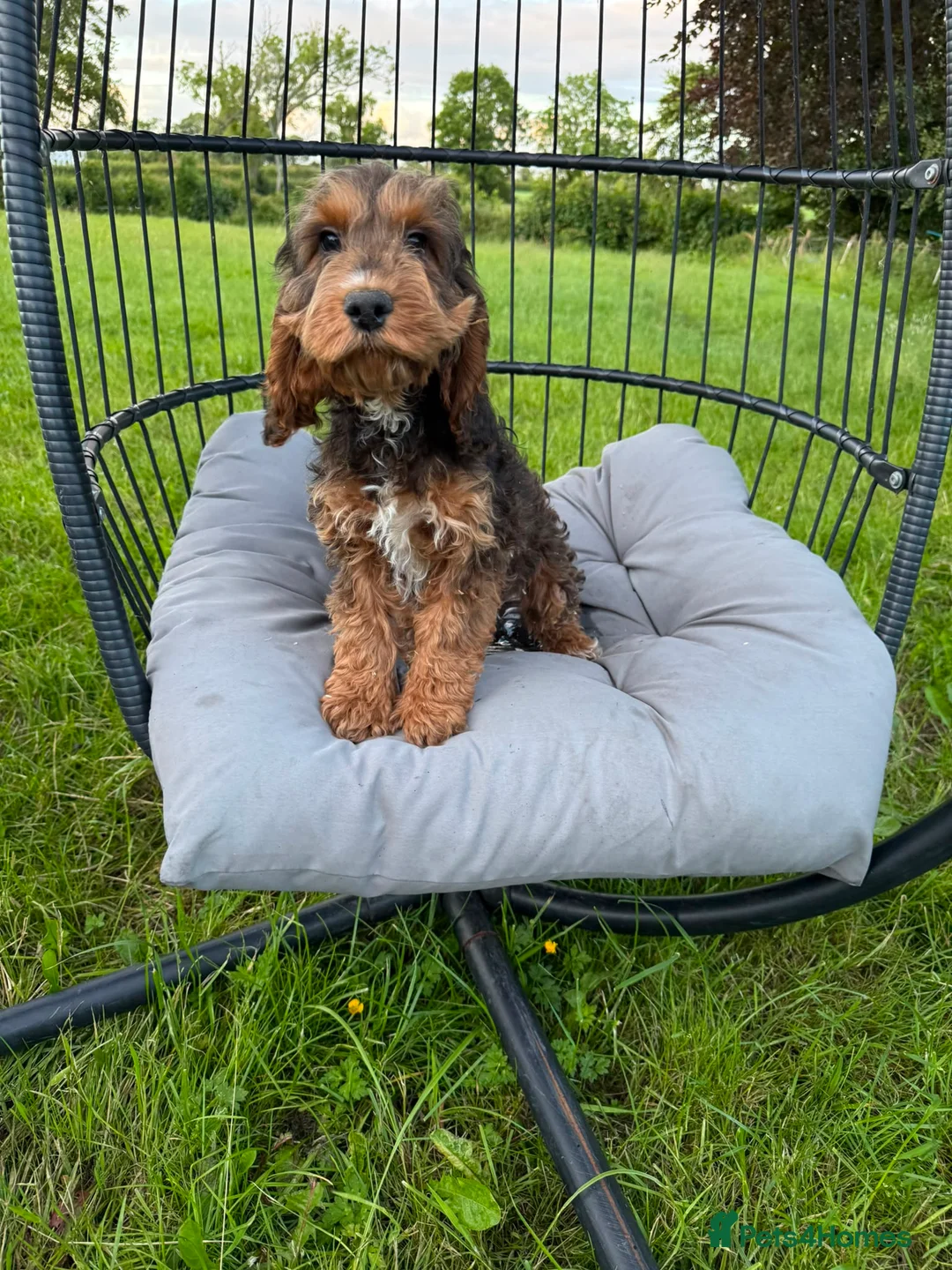 Cockapoo dogs for sale: F1 cockapoo boy ready to leave now  in Preston - Advert 3